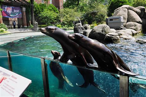 Sea lion escapes enclosure at Central Park Zoo due to New York flooding